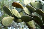 What Is Nopal