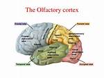 What Is Olfactory Cortex