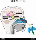 What Is Olfactory