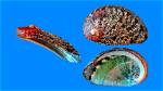 What Is Ormer or Abalone?