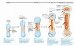 What Is Ossification