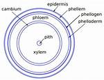 What Is Phellogen and Phelloderm?