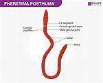 What Is Pheretima Posthuma?