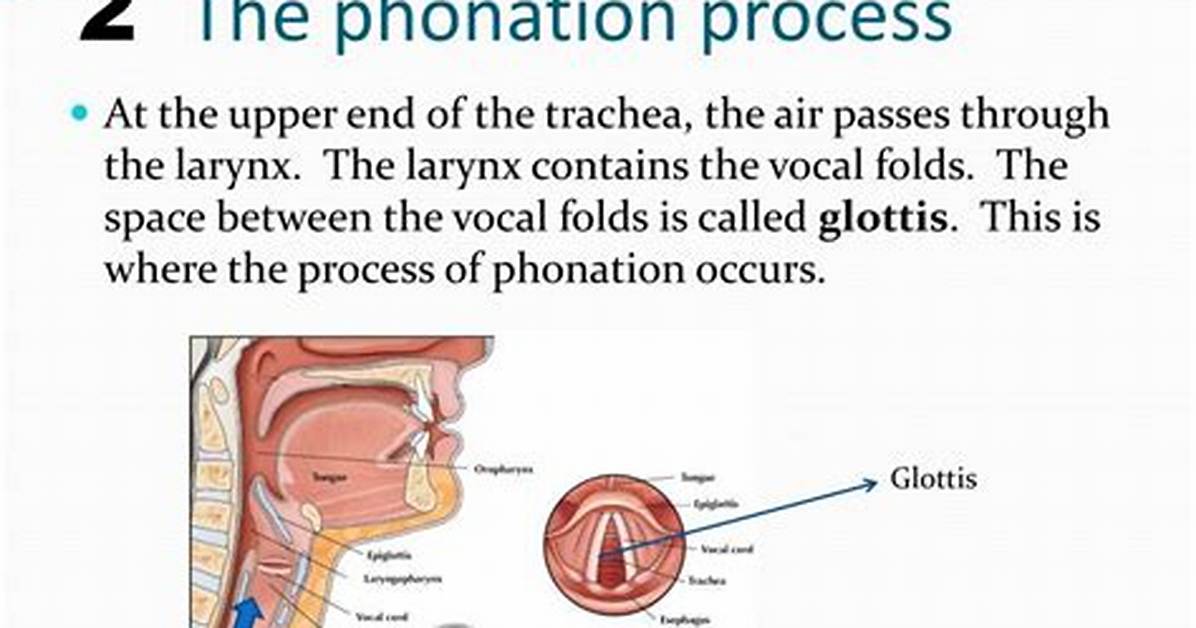What Is Phonation Process?