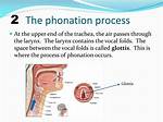 What Is Phonation Process?