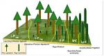 What Is Phytosociological Method?