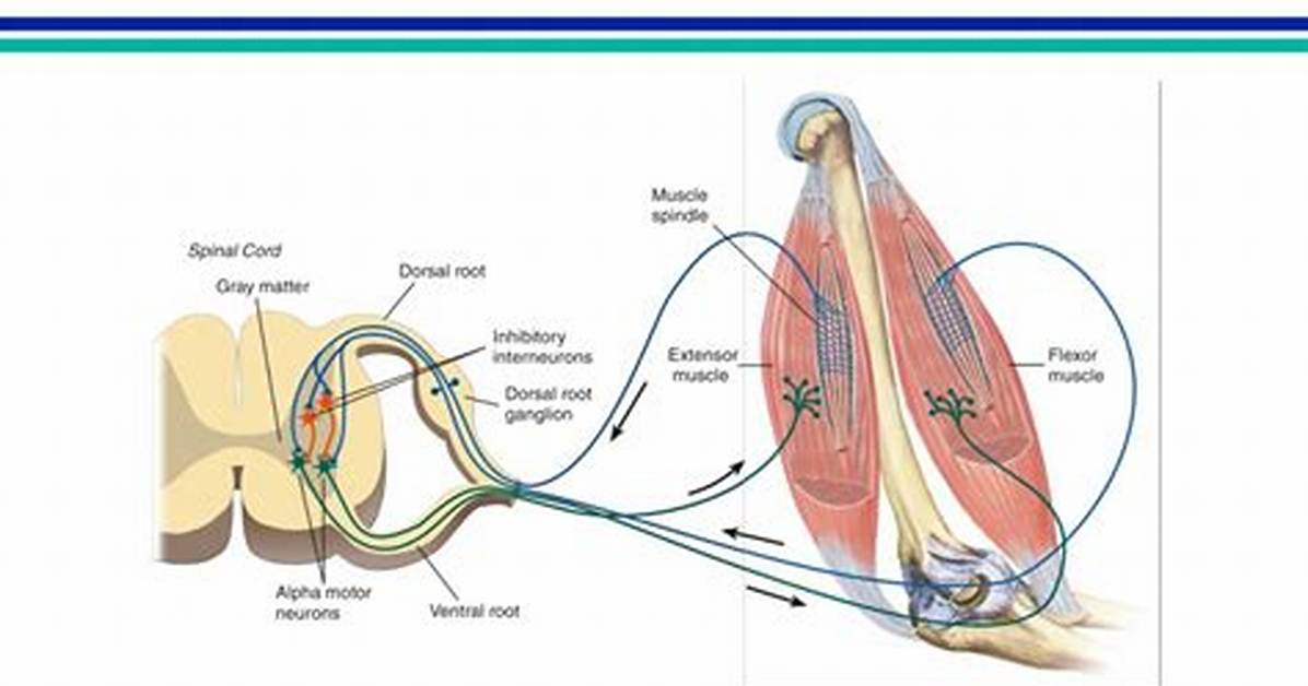 What Is Polysynaptic Arc?