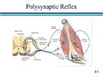What Is Polysynaptic Arc?