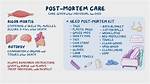 What Is Post Mortem Care