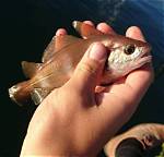 What Is Pouting Fish?