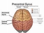 What Is Precentral Gyrus Function?