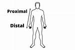What Is Proximal