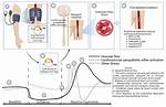 What Is Reactive Hyperaemia?