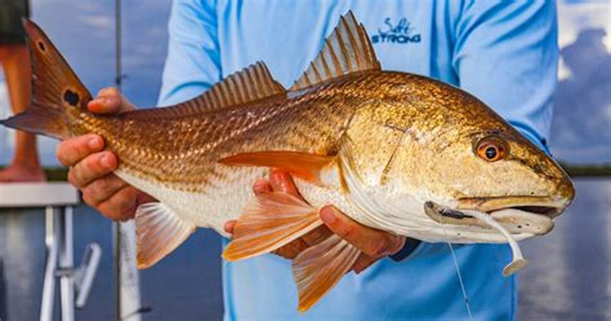 What Is Redfish