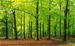 What Is Regular Forest