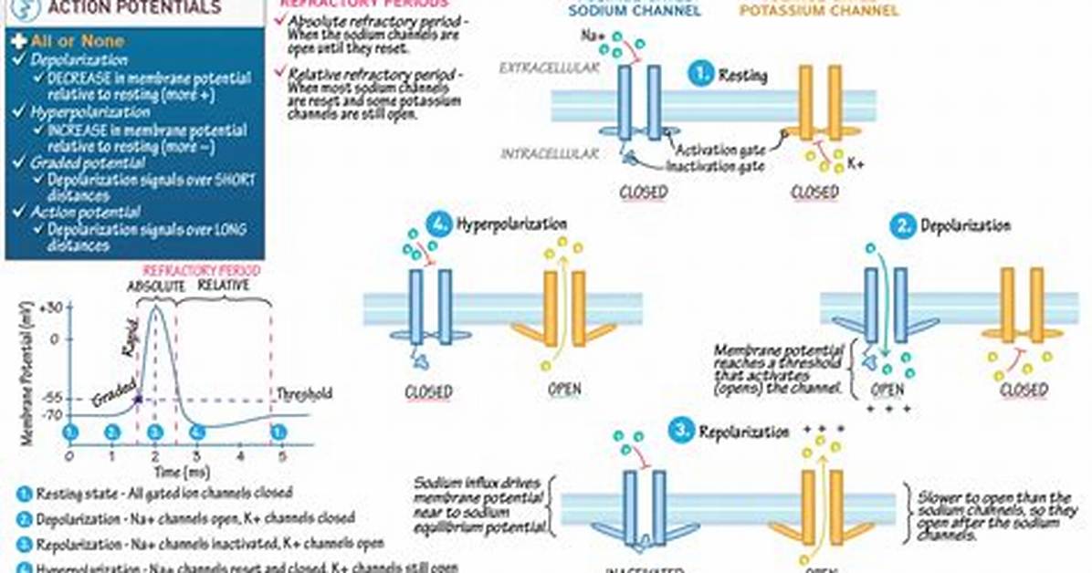 What Is Repolarization