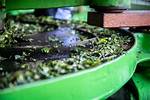 What Is Rolling in Tea Processing
