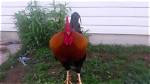 What Is Rooster Flogging?