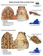 What Is S Toad?
