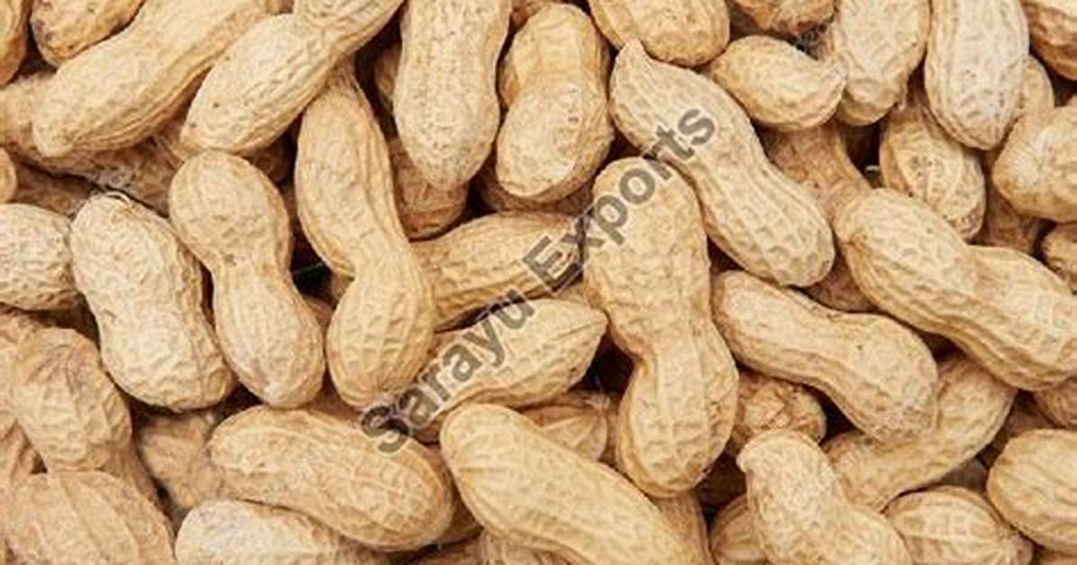 What Is Shelled Groundnut?