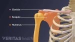 What Is Shoulder Bone