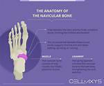 What Is Side Bone?