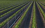 What Is Solid Set Irrigation?