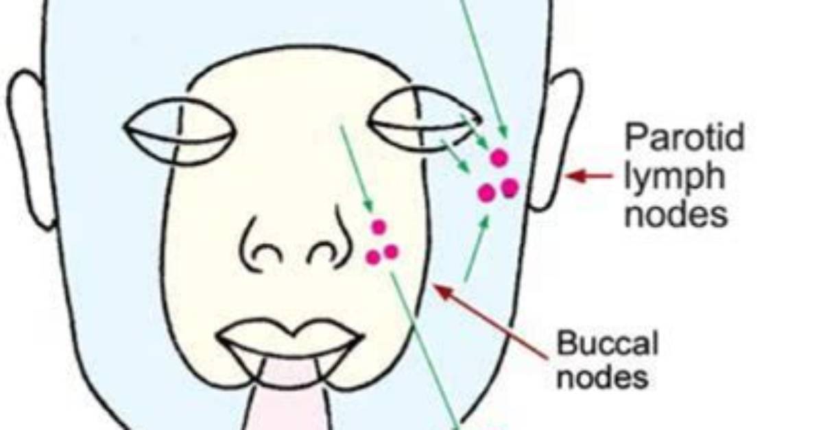 What Is Submental Lymph Node?