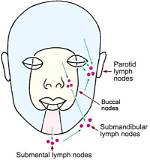 What Is Submental Lymph Node?