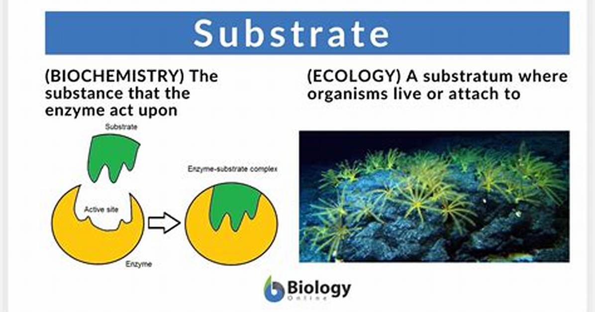 What Is Substrate