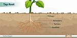 What Is Tap Root System?
