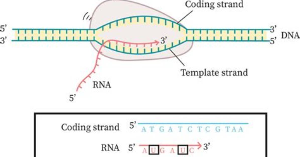 What Is Template and Coding Strand?