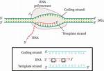 What Is Template and Coding Strand?