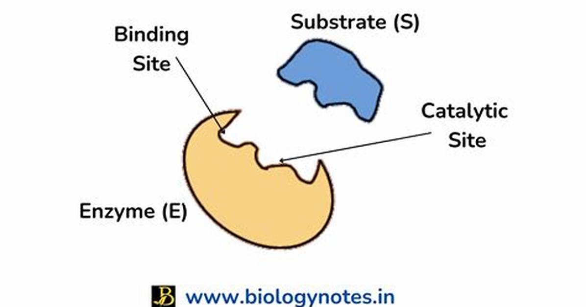 What Is the Active Site Function?