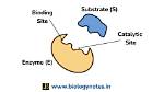 What Is the Active Site Function?