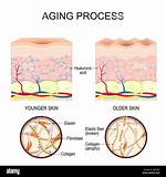 What Is the Aging Process Called