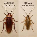 What Is the Difference Between a Cockroach?