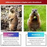 What Is the Difference Between a Gopher and a Groundhog