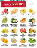 What Is the Difference Between a Melon and a Cantaloupe