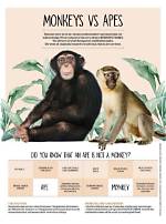 What Is the Difference Between a Monkey and a Primate?