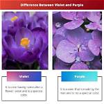 What Is the Difference Between a Violet and a Pansy?