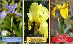 What Is the Difference Between an Iris and a Flag