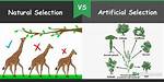 What Is the Difference Between Artificial Selection and Natural Selection