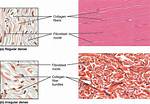 What Is the Difference Between Dense Regular and Dense Irregular Connective Tissue