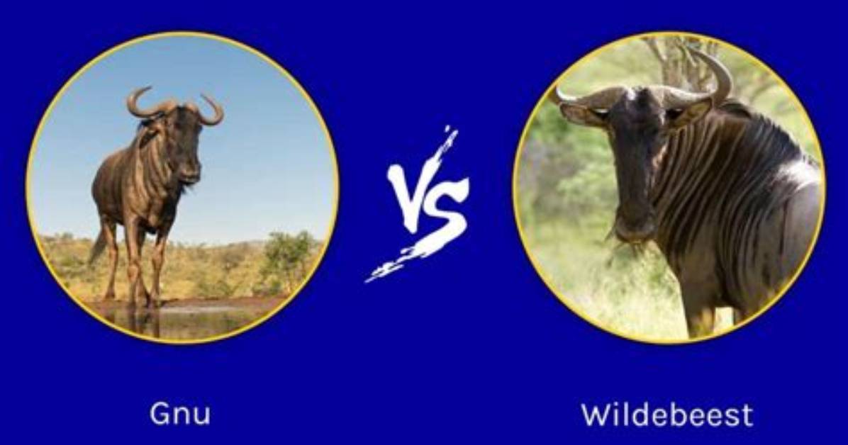 What Is the Difference Between Gnu and Linux?