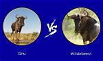 What Is the Difference Between Gnu and Linux?