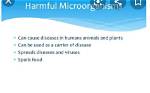 What Is the Difference Between Harmless Microorganisms and Pathogens?