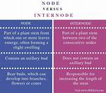 What Is the Difference Between Node and Internode