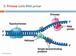 What Is the Difference Between Primase and Polymerase?