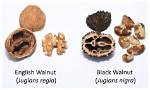 What Is the Difference Between Regular Walnuts and Black Walnuts